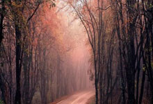 华体会APP下载-切特进攻端无人可挡，火箭力克辽宁队，新星崛起与战术博弈